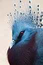 Victoria Crown Pigeon by Arnold Loorbach Photography thumbnail