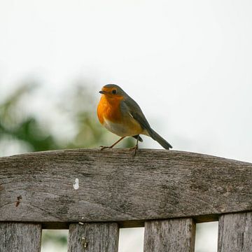 Robin in the garden by Dionne Houter-Pool