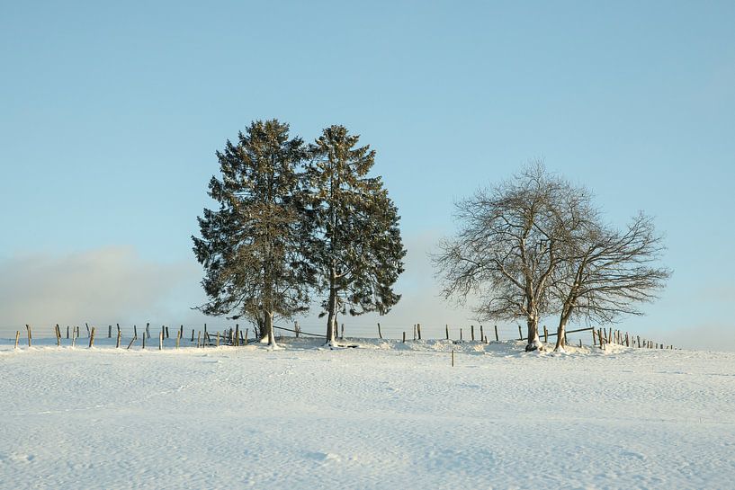Eerste sneeuw in Belgische Ardennen van Marinella Geerts