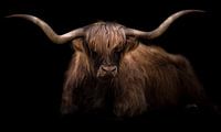 Highlander écossais