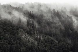Nebelhang von Reblick