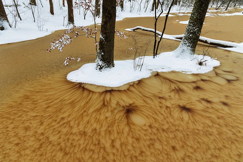 Zwei Bäume mit schneebedeckten Füßen im Eis mit ungewöhnlichem Muster von Anneke Hooijer