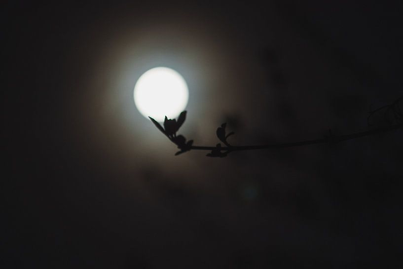 The Moon Rests by Mr White Takes Pictures