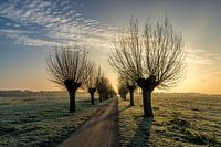 Pollard willow-03