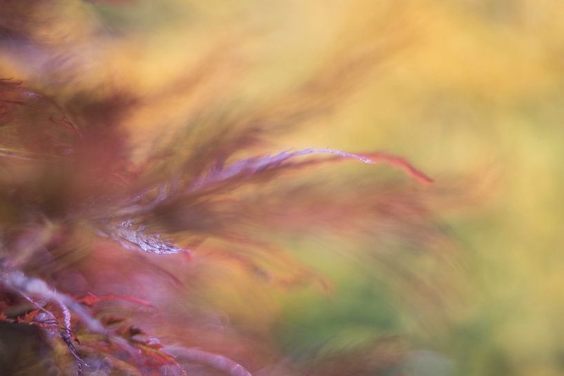 Herbsttöne von Tineke van Persie-Klein