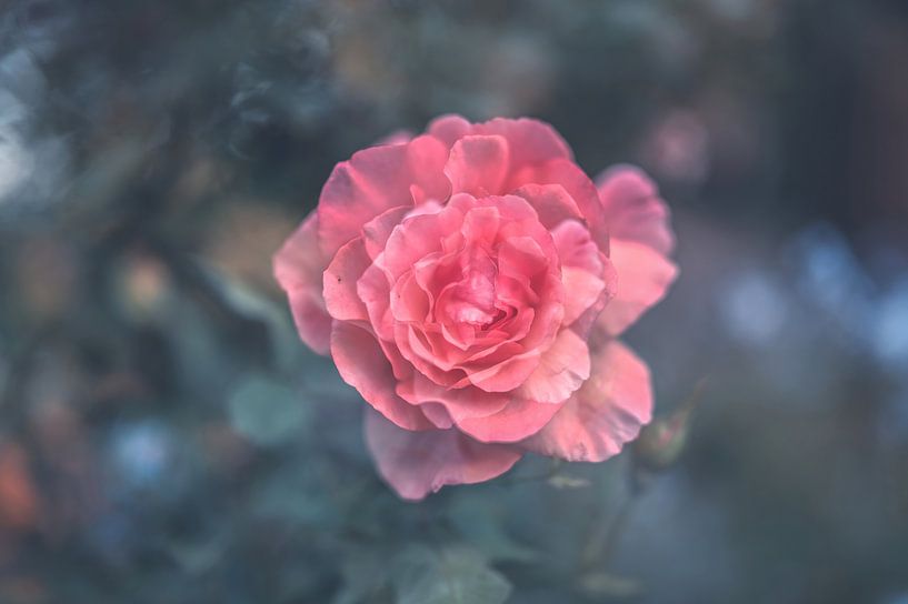 bloemen part 343 van Tania Perneel