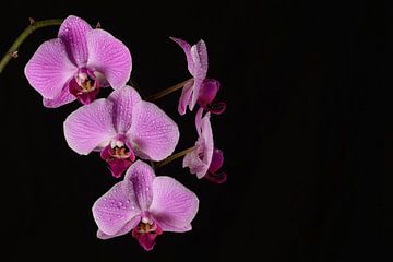 Orchidée sur Denis Feiner