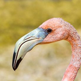 Close-up portret kop van rode caribische flamingo van Ben Schonewille