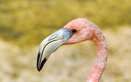 Close-up portret kop van rode caribische flamingo van Ben Schonewille