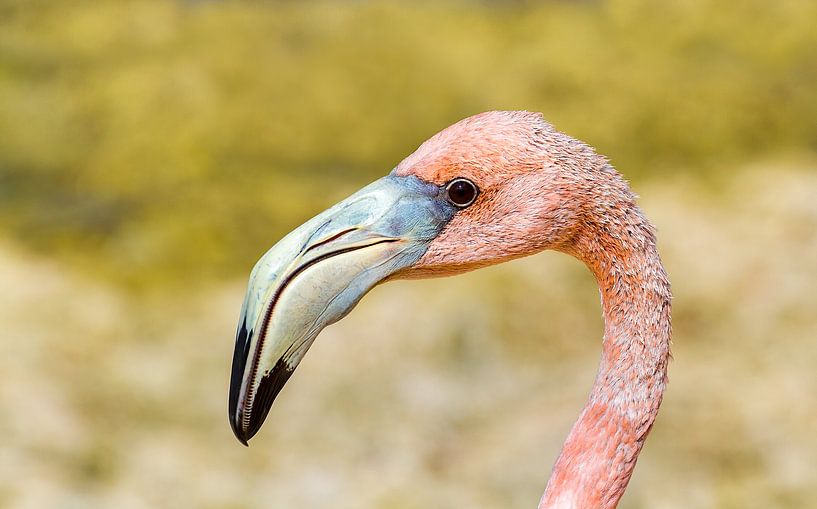 Portrait en gros plan de la tête d'un flamant rouge des Caraïbes par Ben Schonewille