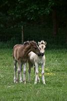 Knuffelende veulentjes