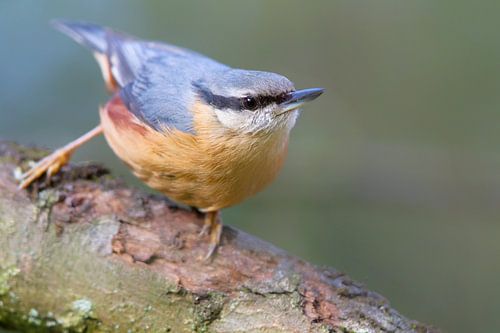 Boomklever (Sitta europaea)