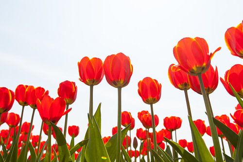 Rood bloeiende tulpen tegen lichte achtergrond