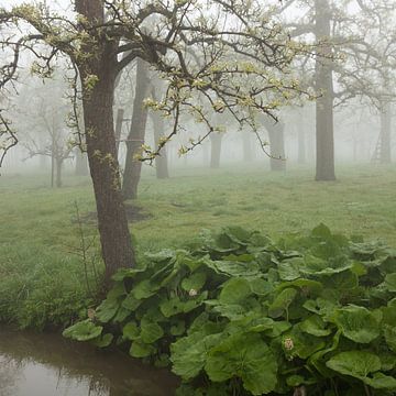 Een mistige lenteochtend in een hoogstam boomgaard