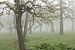 Een mistige lenteochtend in een hoogstam boomgaard van Marijke van Eijkeren