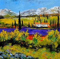 Lavender in Provence