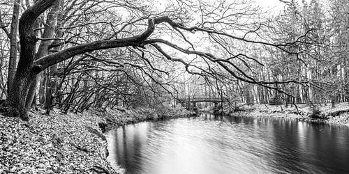 Zwart wit. Bomen. Landschap. 1