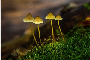 Waldlichter
