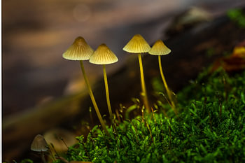 Forest lights