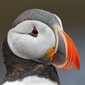 Portret van een papegaaiduiker von Menno Schaefer