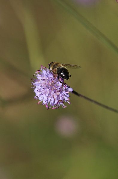 Bourdon sur fleur violette par Eline Lohman