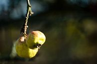 natuurbomen water zon van Johnny Flash thumbnail