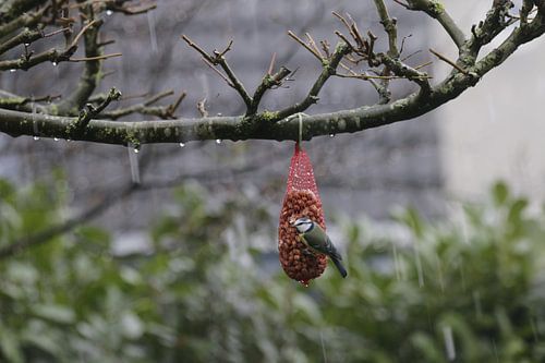 pimplelmees in een sneeuwbui