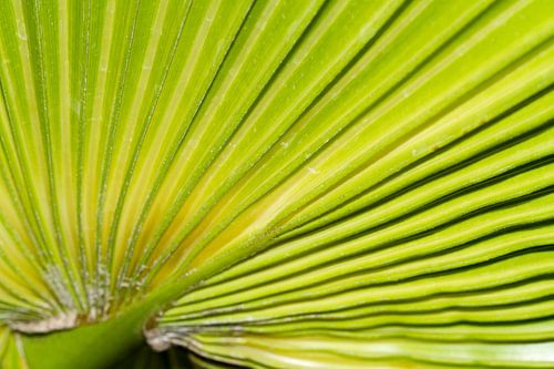 Palm detail