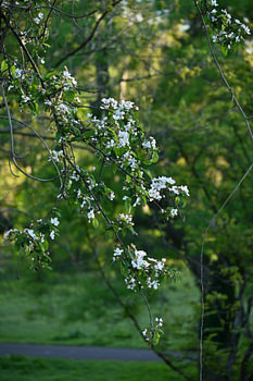 Serene Pracht