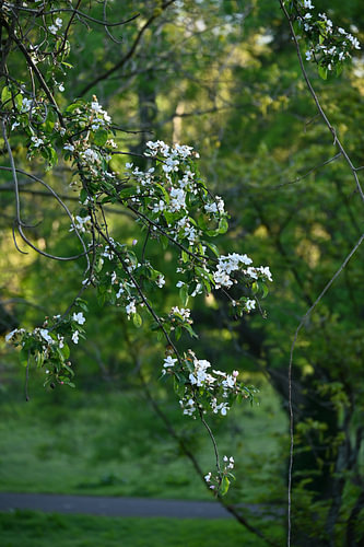 Splendeur sereine