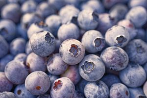 Frisch gepflückte Blaubeeren
