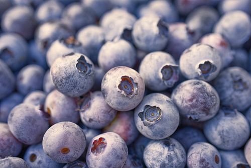 Vers geplukte bosbessen