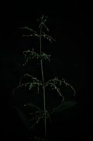 Brennnessel in Blütenknospen unter einer alten Platane stehend