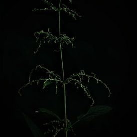 Brennnessel in Blütenknospen unter einer alten Platane stehend von Johan Verbon