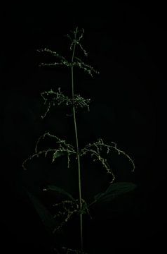 Brennnessel in Blütenknospen unter einer alten Platane stehend