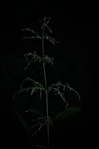 Brandnetel in bloemknoppen staand onder een oude plataan