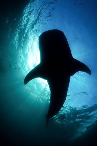 Wie deed het licht uit?