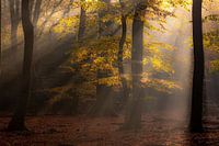 Herbstmorgen