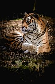 Schöner Tiger von Claire Groeneveld
