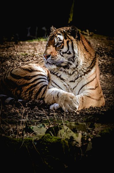 Schöner Tiger von Claire Groeneveld