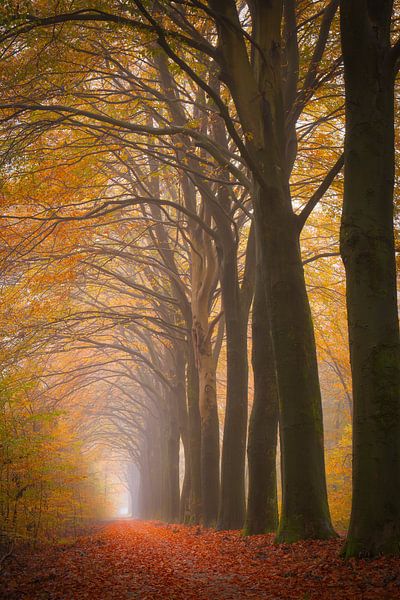 Herbst von Marco Lok