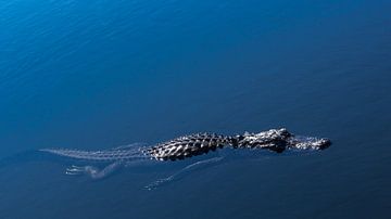USA, Florida, Huge Crocodile, Caiman swimming in water by adventure-photos