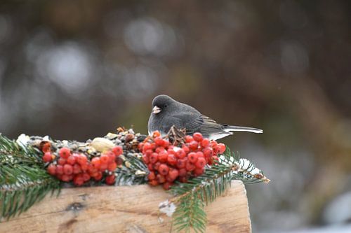 Een junco-vogel bij de tuinvoeder