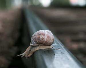Escargot sur une voie ferrée