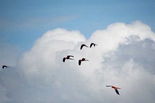 Macaws in a nutshell