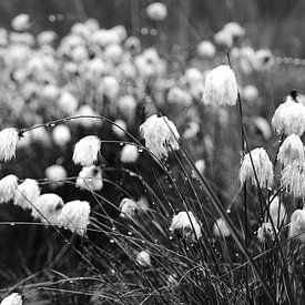 Laine de Scheuchers, herbe noire/blanche sur Erik Koole