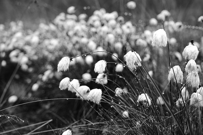 Laine de Scheuchers, herbe noire/blanche par Erik Koole