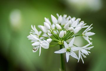Witte bloemen close-up van Barbara Koppe