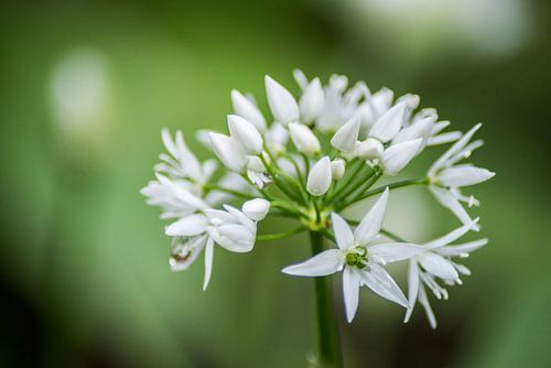 White flowers close-up