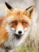 Portrait fox
